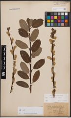 Salix bicolor Ehrh. ex Willd.